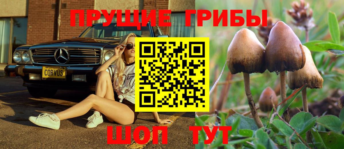 Галлюциногенные грибы Cubensis  купить наркотики цена  Тверь  Галлюциногенные грибы прущие грибы  Вход с VPN 